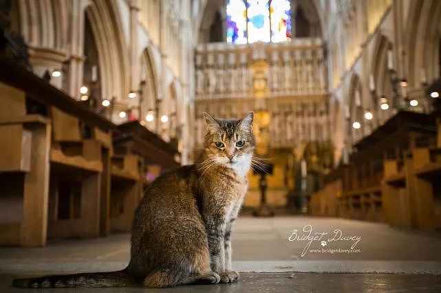 猫趣 | 这座有猫咪神使护佑的大教堂，吸引了全球万千粉丝慕名而来 - 3