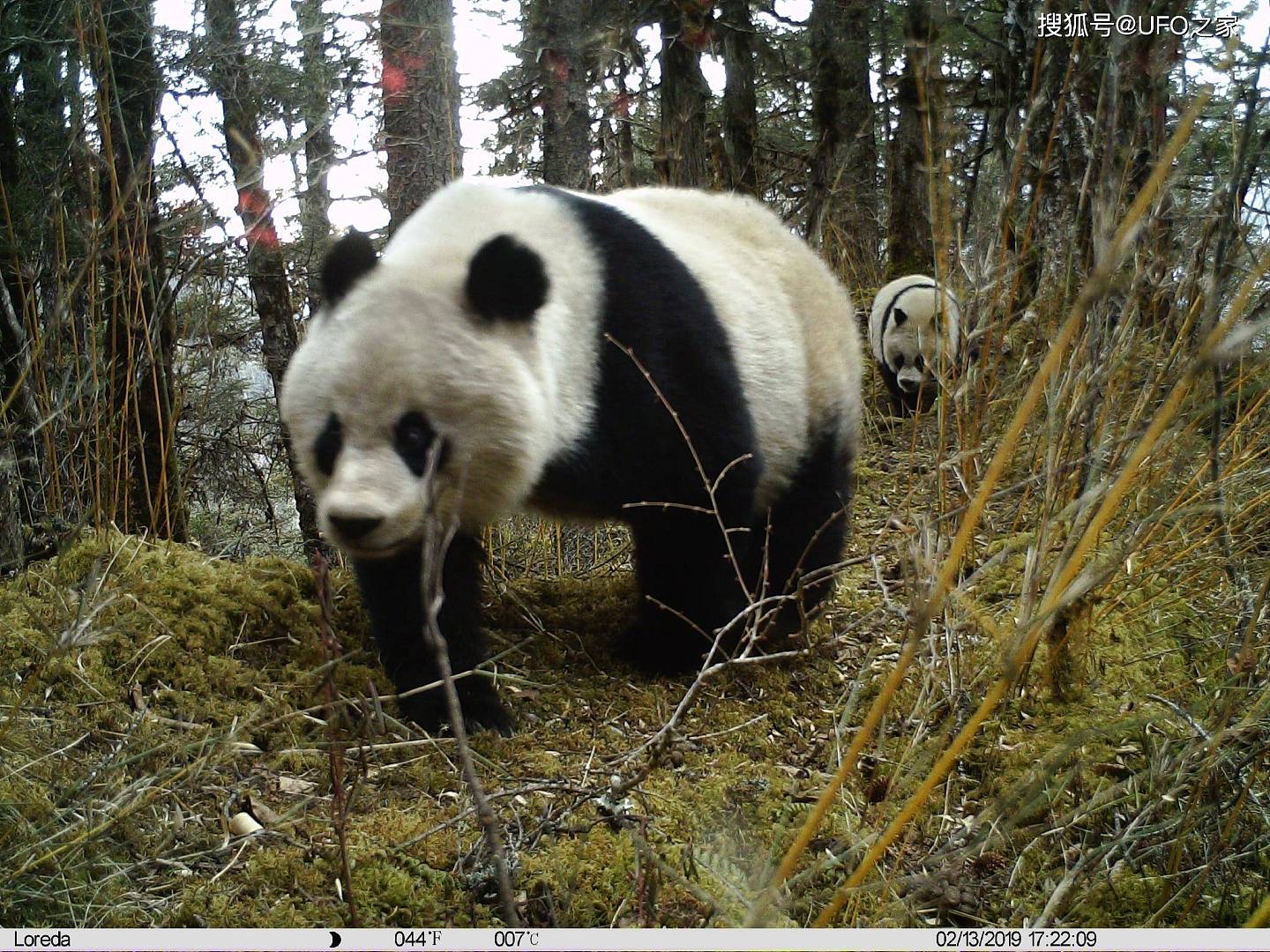 中国首创！已放生10只大熊猫，“母兽带崽”能恢复东北虎种群吗？ - 1