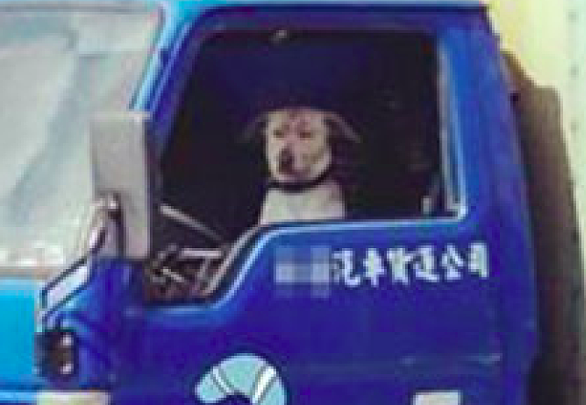 物流货车驾驶室里竟坐着一只狗狗，困得随时都要睡着了，打工狗？ - 3
