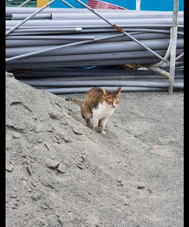 猫咪跑到了建筑工地上，然后把土堆当成了巨型猫砂盆，真奢侈呀！ - 2