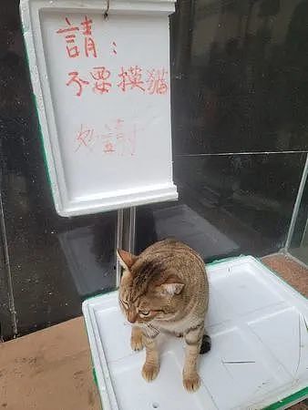 巧遇美猫告示牌“7红字提醒”，网友细读完，反驳：没说不能吸 - 2