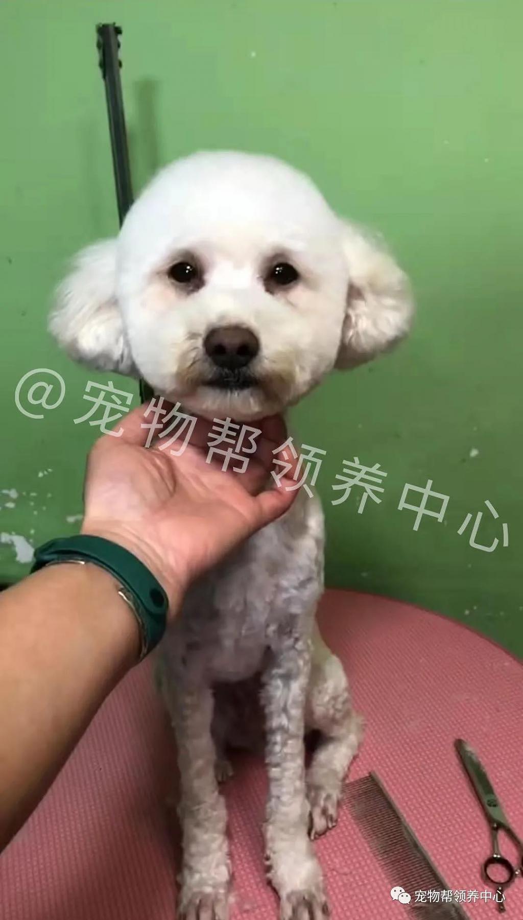 山上遇脏兮兮小泰迪，好不容易救下后等领养竟又患犬瘟 . - 6