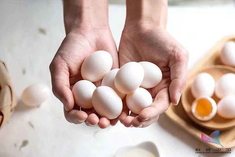 鸡蛋、鸭蛋、鹌鹑蛋，哪种更有营养？怎么选？还不知道的亏大了 - 4