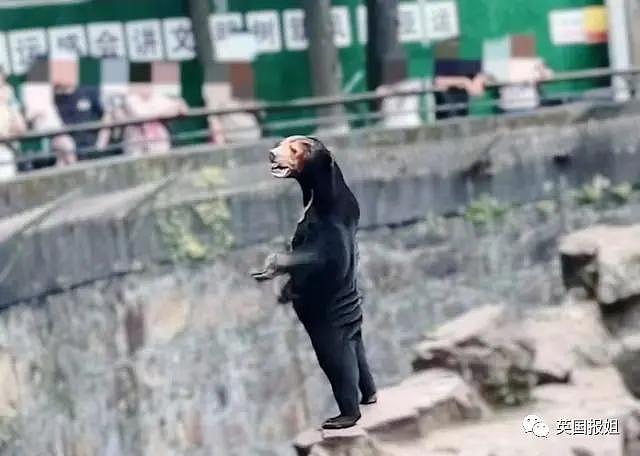 中国动物园的一头熊一夜之间火爆全球！国外媒体网友陷入疯狂：“它到底是熊还是人？！” - 2