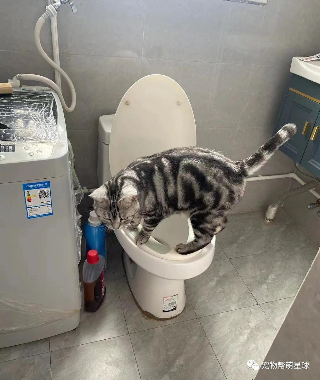 网友发现猫咪总往厕所跑，跟上去查看 ... 遭受到一万点暴击！ - 3
