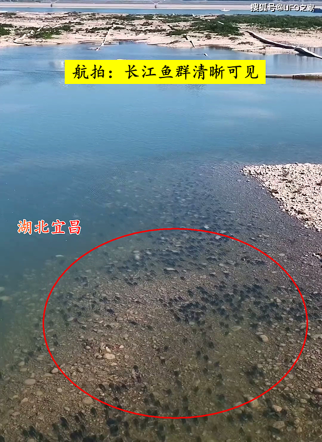 几百米内都是鱼群！长江禁捕效果显著，资源恢复，10年后会如何 - 3