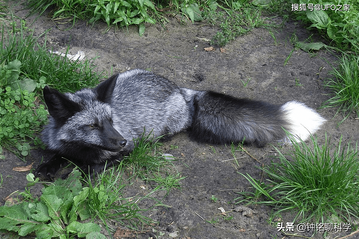 罕见银黑狐现身北京，专家：这不是好事，或威胁当地狐狸生存 - 7