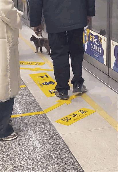 猫咪蹲在黄线外乖乖等地铁，却被工作人员一把抱走，猫猫：一米二以下也用买票？ - 7