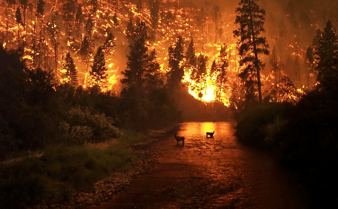 火炎焱燚，可怕的山火居然对动物是好事？！ - 2