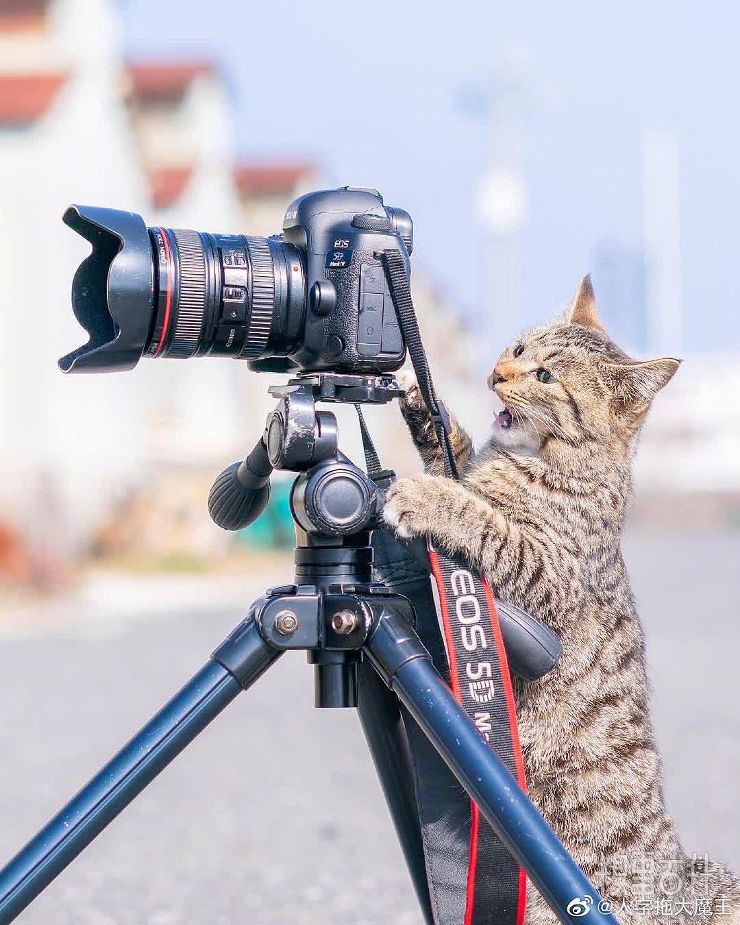 摄影猫猫：“让我看看