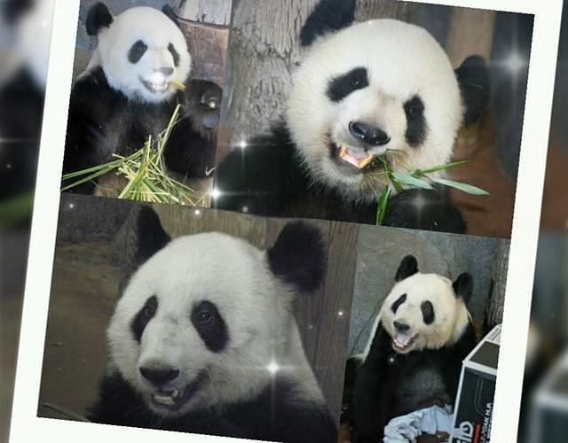 在美国遭受“虐待”的两只中国大熊猫，终于要接你们回家了… - 7