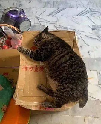 8公斤胖猫忽略“4字警语”重磅躺下，纸箱压烂凹出圆形 - 2