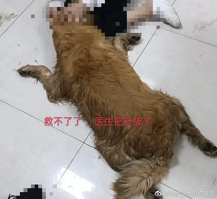 又一只金毛因洗澡死在宠物店，店家逃卸责任的理由太无耻了！ - 8