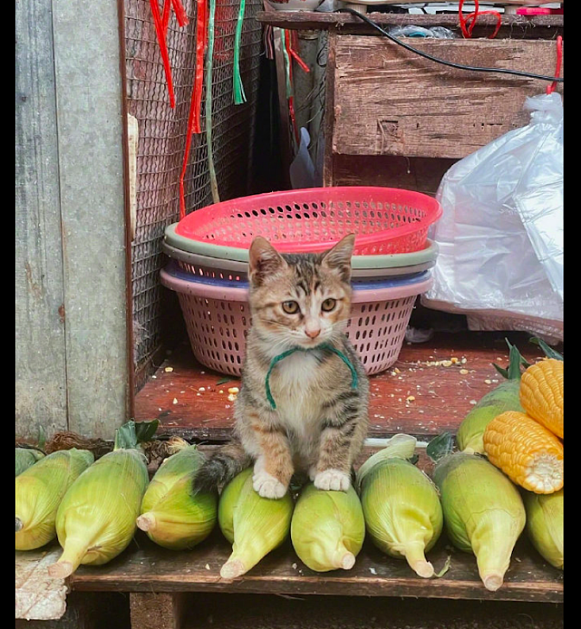 猫咪在菜摊前帮主人卖玉米，面对众人面不改色：只卖玉米不卖身！ - 1