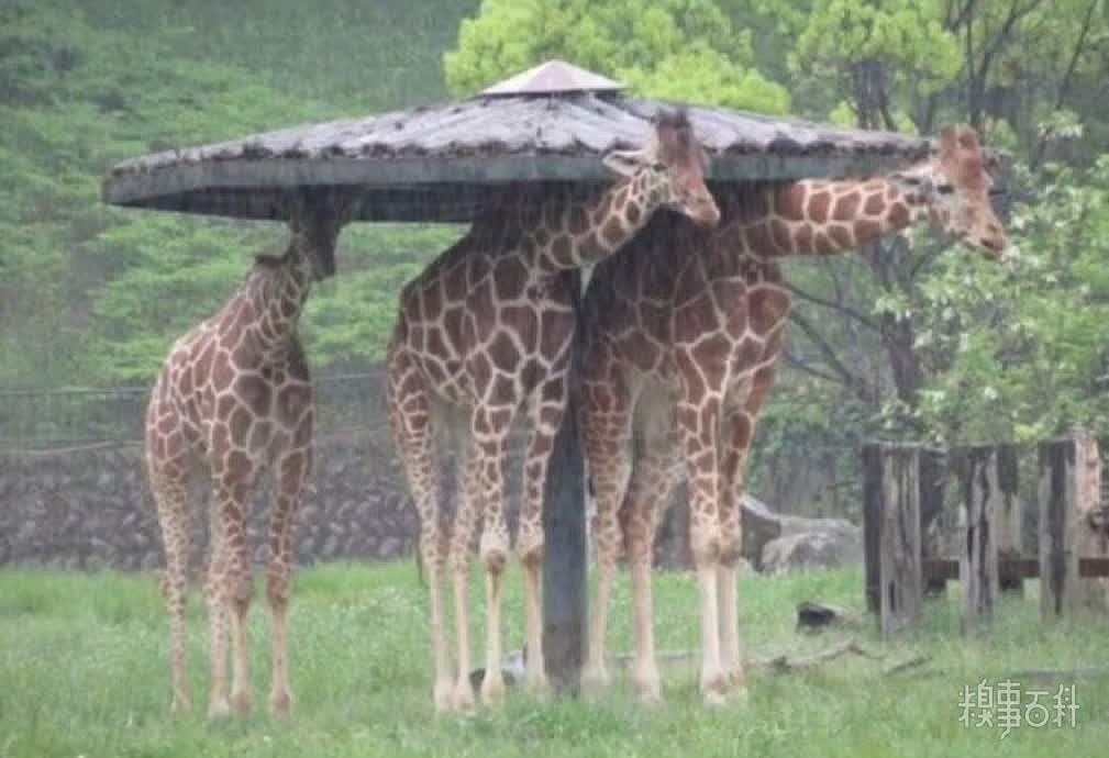 躲雨失败的长颈鹿正确