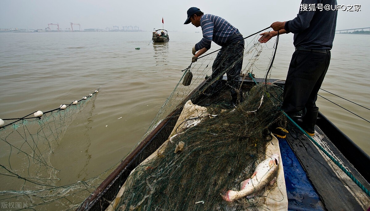 长江无鱼之困：再不保护“四大家鱼”基因库，中国人将无鱼可吃 - 3