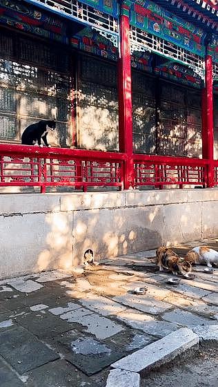 南京总统府曾征集流浪猫捕鼠，说它们是“镇府之宝”，如今却不管猫咪死活了？ - 20
