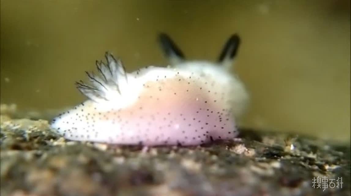 碎毛盘海蛞蝓，就像海