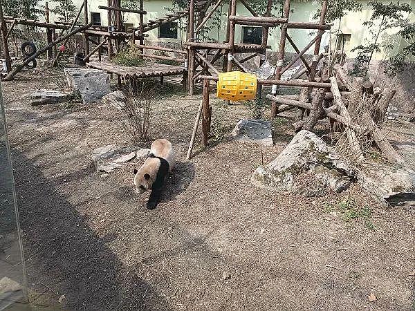 朋友圈疯传！上海动物园的熊猫“越狱”了？最新动向来了 - 4