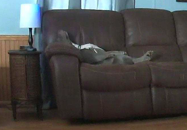 当主人去上班后，狗狗面朝上躺在沙发上睡觉，狗：终于可以不装了 - 3