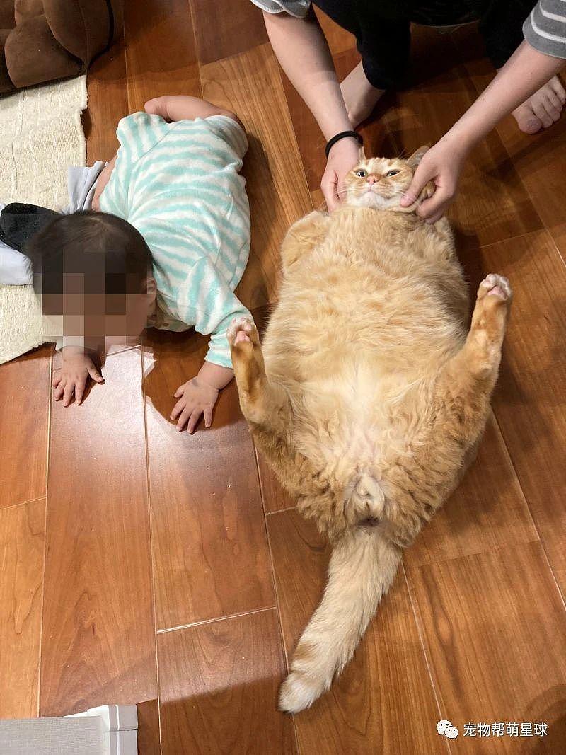 网友晒橘猫超大体型，竟比 7 个月大婴儿还要壮？！ - 3