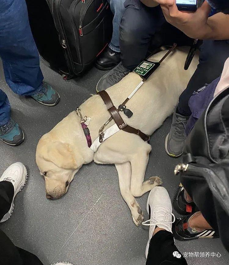 导盲犬被只顾刷手机的乘客多次踢脸，委屈蜷缩模样太心疼了 . - 4