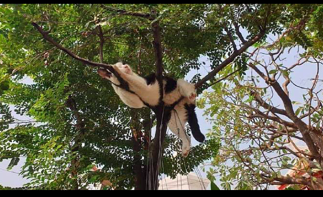 猫咪爬到树上睡着了，好担心它会翻身掉下来，平衡力可真好啊！ - 2