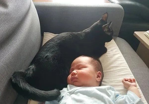 猫保姆24小时贴心护嫩婴，还帮舔毛！“真实目的”曝光，笑翻网友 - 4