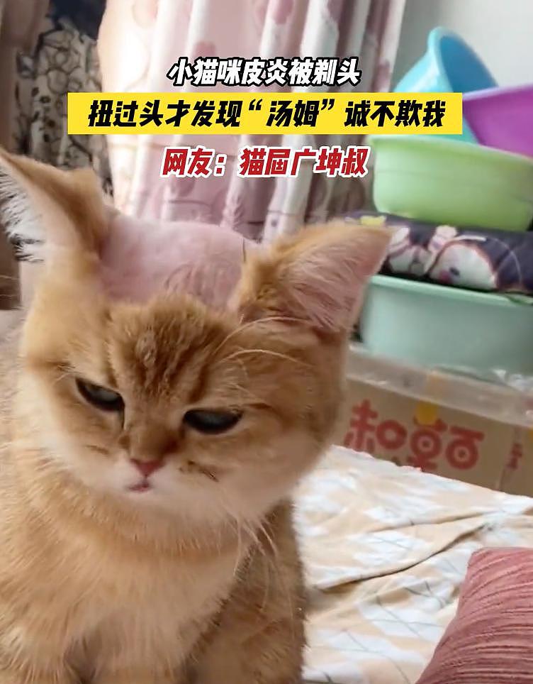 小猫咪得了皮炎为治病剃了毛，网友看到后哈哈大笑：这不是谢广坤吗 . - 8