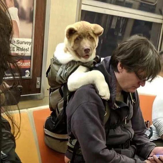 猫咪蹲在黄线外乖乖等地铁，却被工作人员一把抱走，猫猫：一米二以下也用买票？ - 23