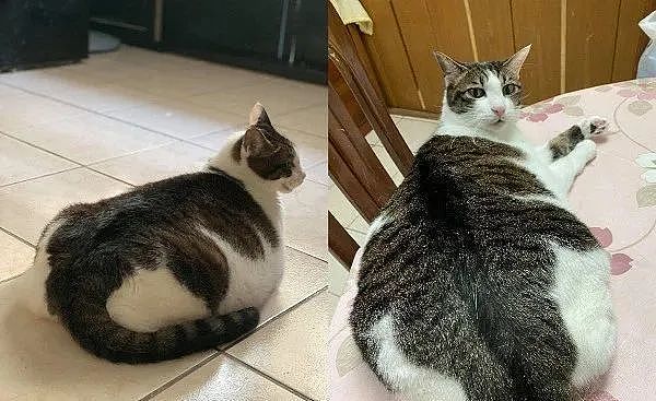 瘦小奶猫结扎后变成“胖海豹”，饲主曝12年对比照：根本就是骗子 - 5