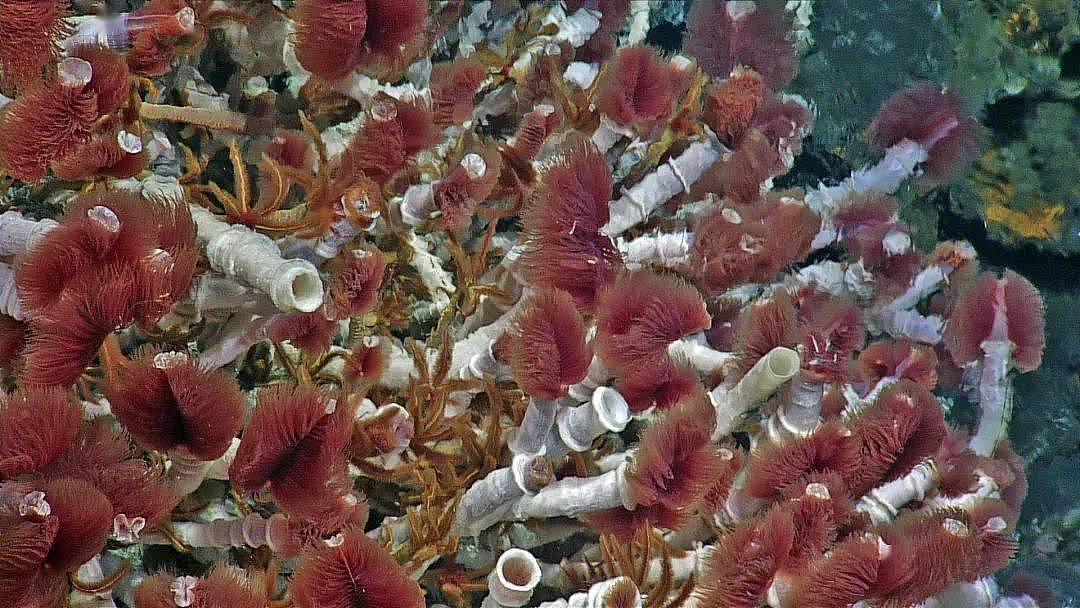 这种“红伞伞，白杆杆”不仅剧毒，还生长在上千米深的海底 - 8