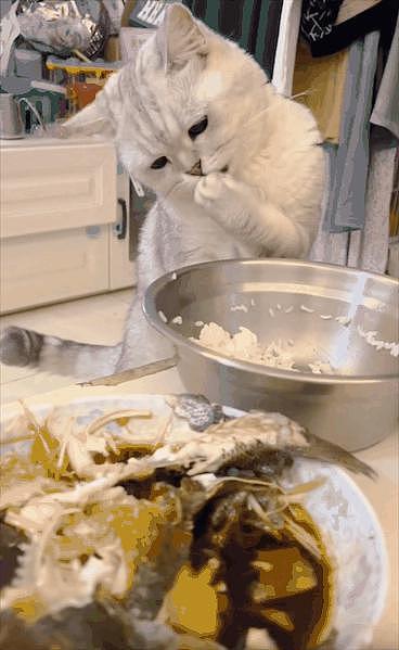 猫咪每天去面馆要面条，打包回家搭配猫粮吃，猫咪：喵生的意义就是面条配猫粮卤 . - 12