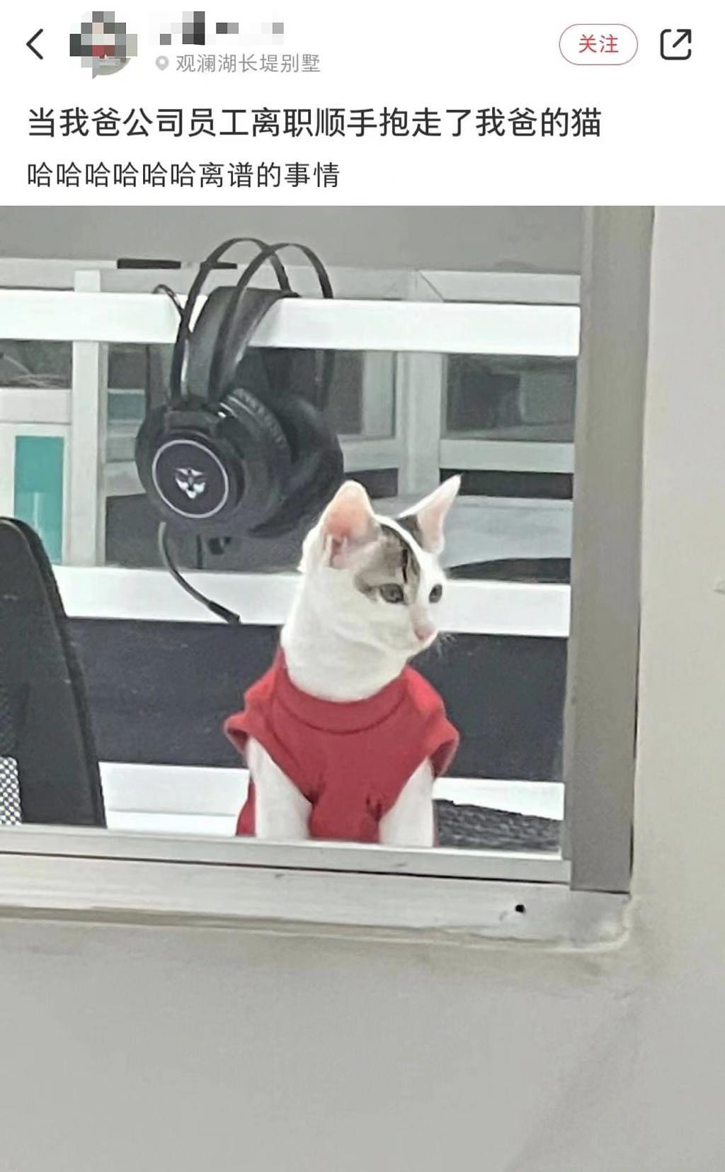 网友旅游捡了只流浪猫回家，结果评论区急了：它是网红猫，麻烦把它送回去 - 2