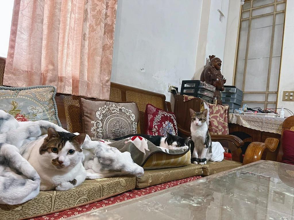 三个猫主子舒服的占满沙发，胖得溢出来，过年来了没地坐啊！ - 3