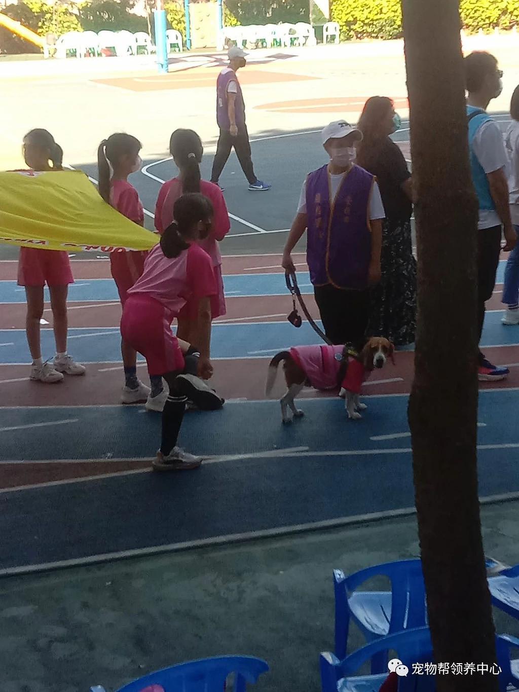 学校孩子运动会，竟有只狗狗穿同款运动衣一起参与，太温馨啦 ~ - 3