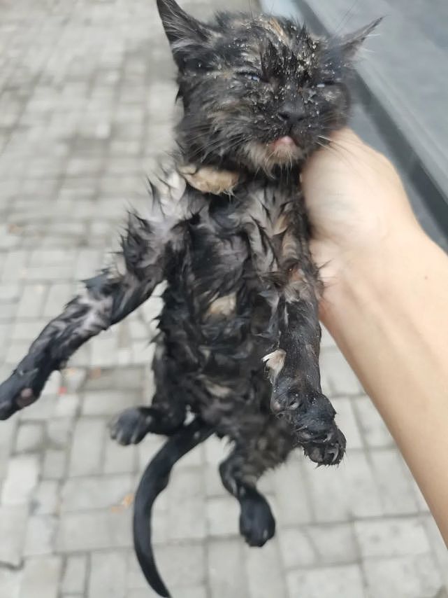 安菠 | 高架上救助的2个月大的流浪猫，洗净后，化身成了粘人的干饭猫 - 11