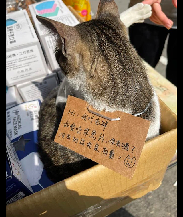 老板在卖浆鱼片，让一只猫咪挂着牌子吸引顾客，猫：挂牌示众？ - 2