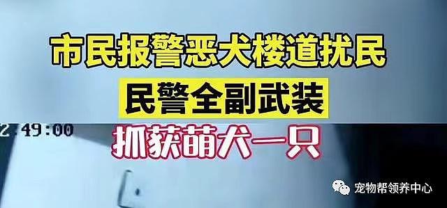 市民举报说楼道里有恶犬扰民，民警赶到后发现恶犬有点萌，反手就给它找了个家 . - 1