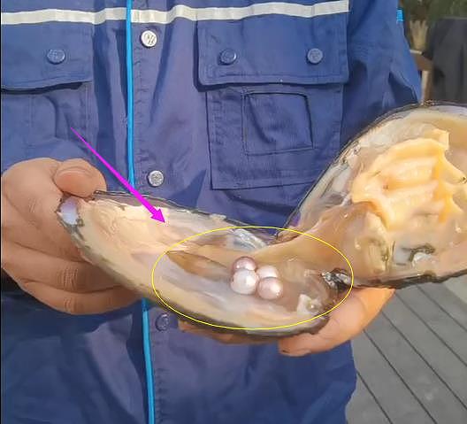 杭州用河蚌治理水道，掰开后发现拇指大的珍珠，网友，不怕被偷？ - 1