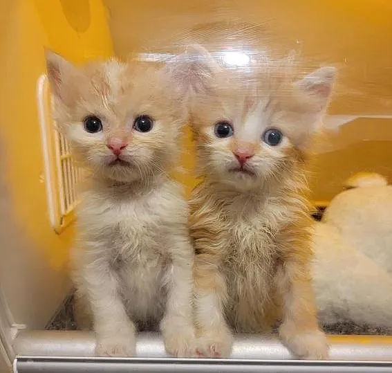 猫趣｜相隔数天出生的猫咪姐弟，在救助中心重逢，彼此守护不愿分离 - 7
