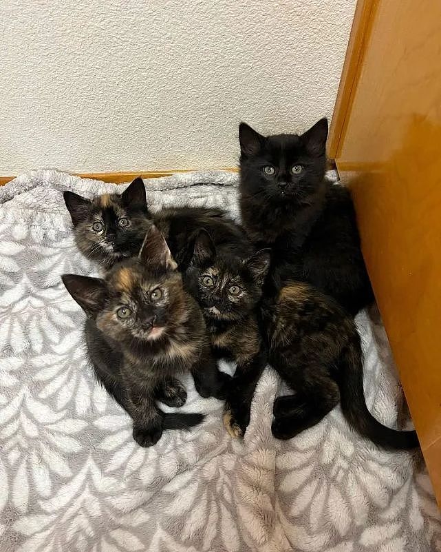 猫趣｜超级亲人的黑猫妈妈，为了更好的生活环境，带着四只小猫找新家 - 4
