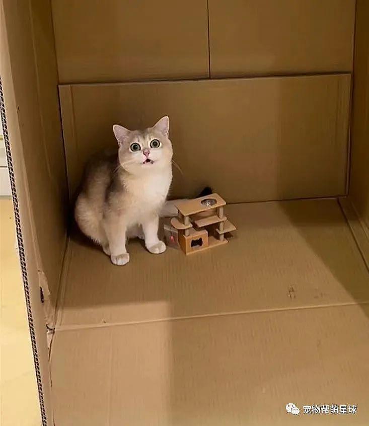 网友给猫买了一个猫爬架，结果 ... 喵：这辈子没这么无语过！ - 3