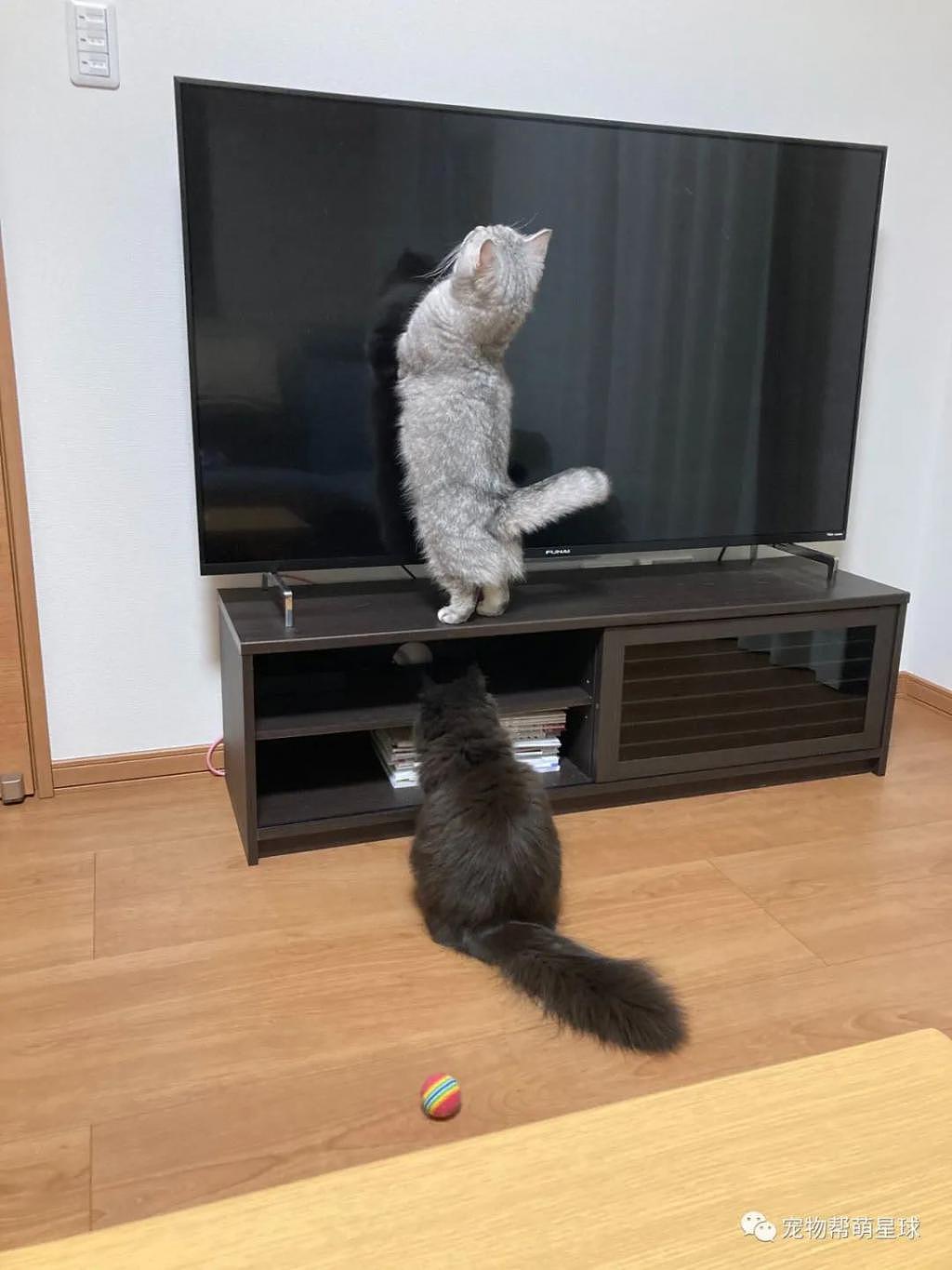 猫咪偷藏在电视后面，被主人发现它一脸惊慌：我的秘密基地凉凉啦？ - 6