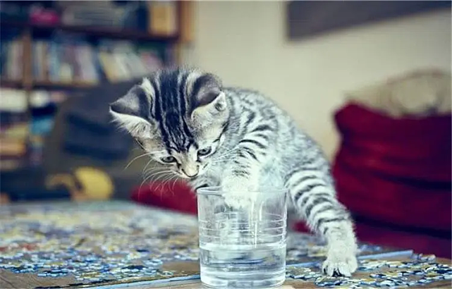 猫护 | 不爱喝水的猫让铲屎官发愁，那猫咪突然频繁喝水就是好事吗？ - 3