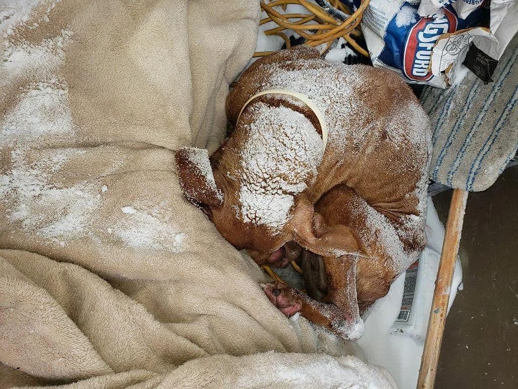 狗狗被丢在零下 17 度的风雪里，被救时仍满脸悲伤，让人心碎 . - 1