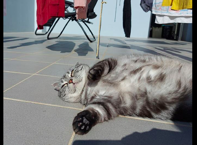 猫四脚朝天地躺在楼顶晒太阳，看起来就很惬意，令人羡慕的猫生！ - 3