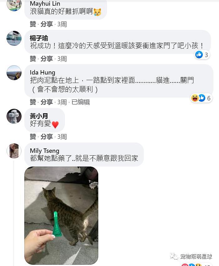 网友花九年时间劝服流浪猫，赶在过年前它终于愿意“进”家门了 ~ - 2