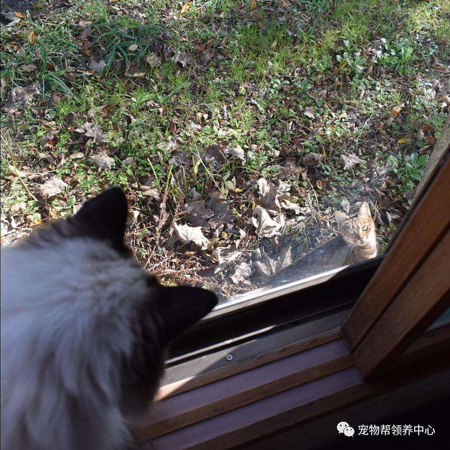 窗外惊现树袋熊，仔细一看竟是只小猫为看自家猫而花式爬树 . - 7