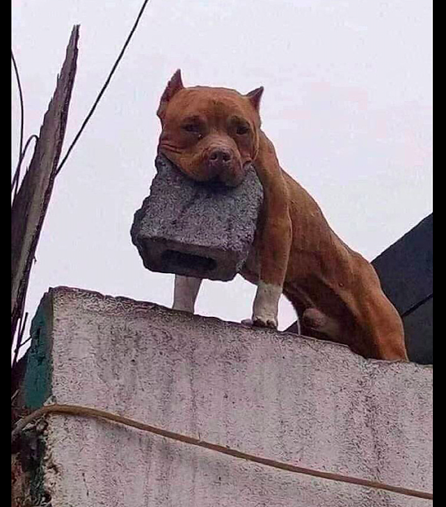 狗狗在房顶上，竟咬着一块砖头再来回地走，好怕它会扔下来砸人！ - 3